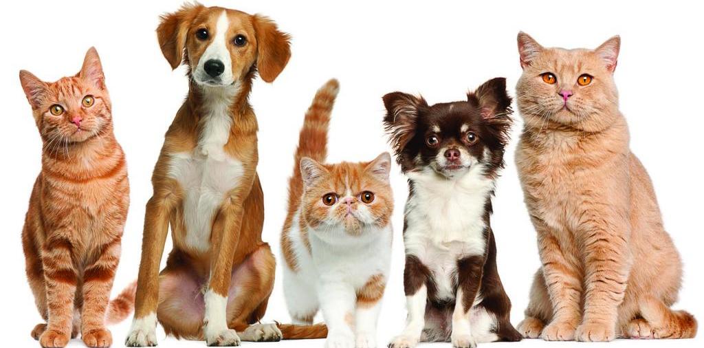 Доска объявлений о животных | ЗооТом - продажа, вязка и услуги для животных в Райчихинске