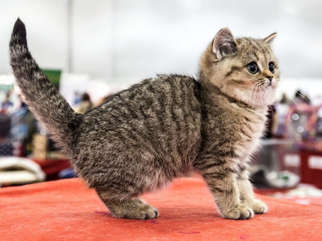 Породы кошек в Райчихинске | ЗооТом портал о животных