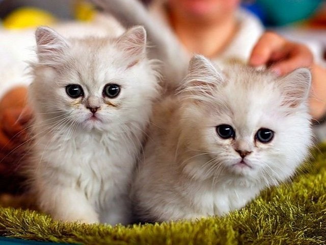 Породы кошек в Райчихинске | ЗооТом портал о животных