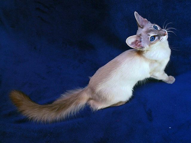 Выведенные породы кошек в Райчихинске | ЗооТом портал о животных