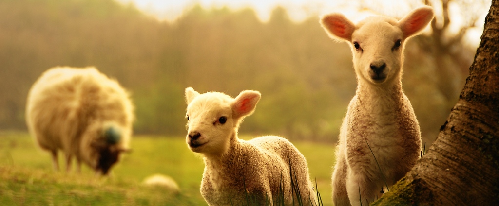 Объявления о сельскохозяйственных животных | ЗооТом - продажа, вязка и услуги для животных в Райчихинске