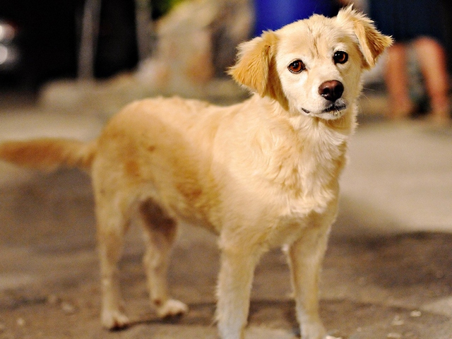 Породы собак в Райчихинске | ЗооТом портал о животных