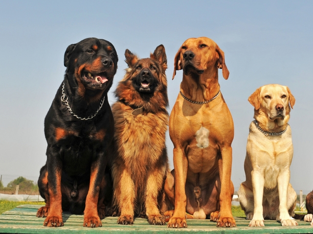 Крупные породы собак в Райчихинске | ЗооТом портал о животных